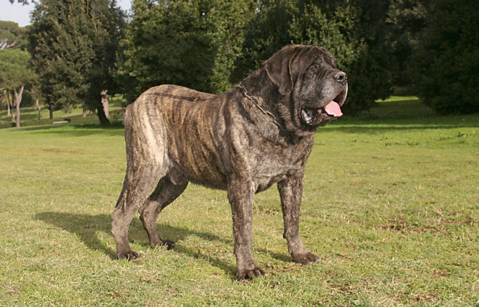 Mastiff Dogs Ras: Karakter, Levensduur & Prijs | Puppyplaats