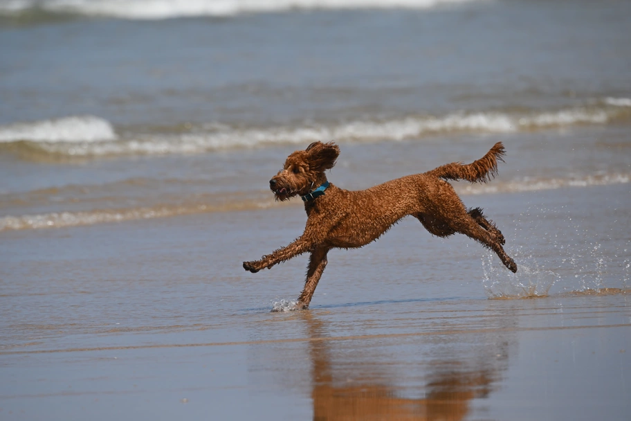 Irish Doodle Dogs Breed - Information, Temperament, Size & Price | Lancaster Puppies