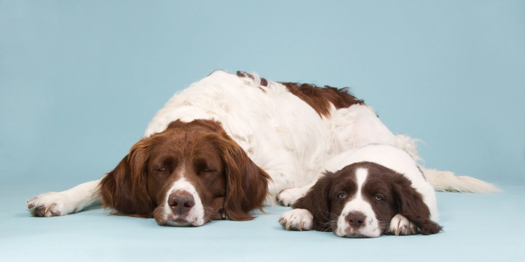 Perdiguero de Drente Dogs Raza - Características, Fotos & Precio | MundoAnimalia
