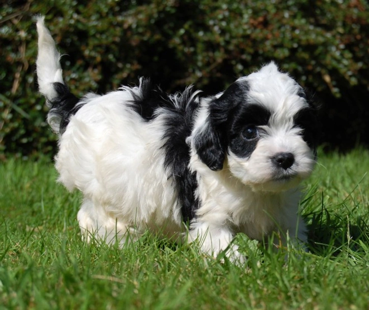Cavapoo Dogs Breed - Information, Temperament, Size & Price | Lancaster Puppies