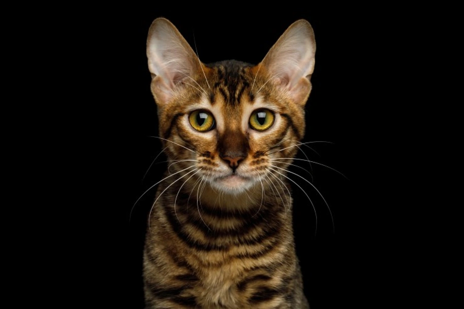  Toyger Cats Razza - Prezzo, Temperamento & Foto | AnnunciAnimali
