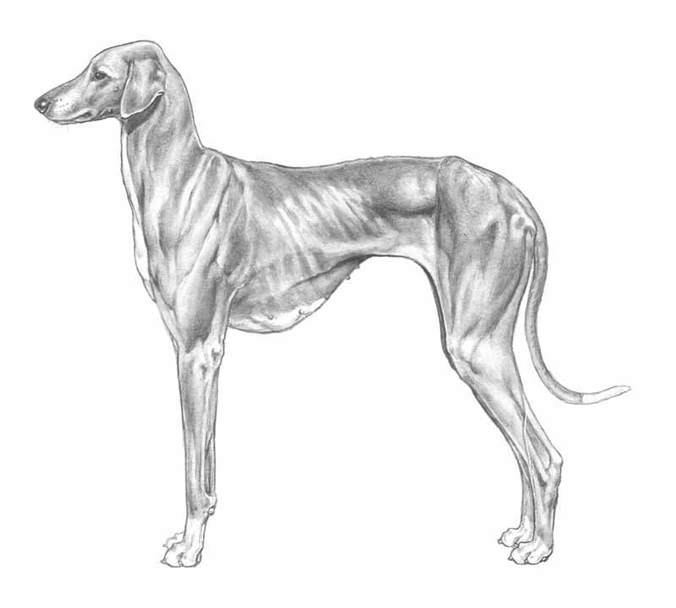 Levriero Dogs Razza - Prezzo, Temperamento & Foto | AnnunciAnimali