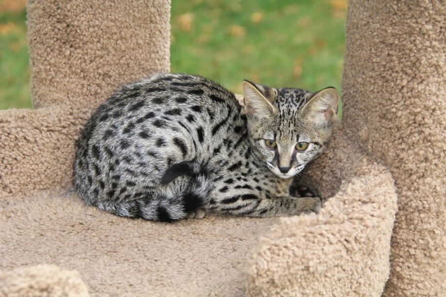 Savannah Cats Razza - Prezzo, Temperamento & Foto | AnnunciAnimali