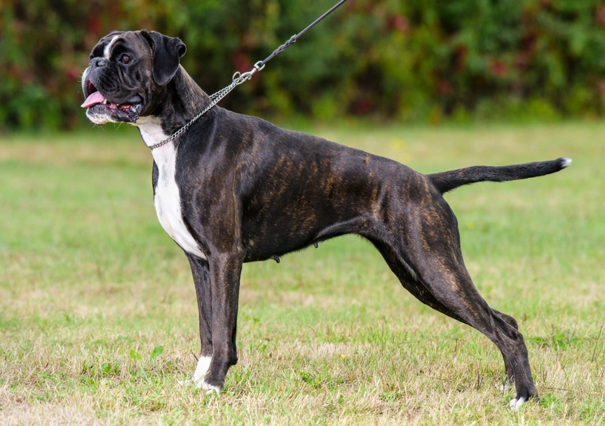 Boxer Dogs Breed - Information, Temperament, Size & Price | Pets4Homes