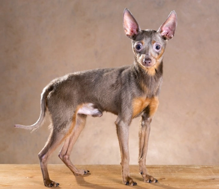 Russian Toy Terrier Dogs Breed - Information, Temperament, Size & Price | Lancaster Puppies