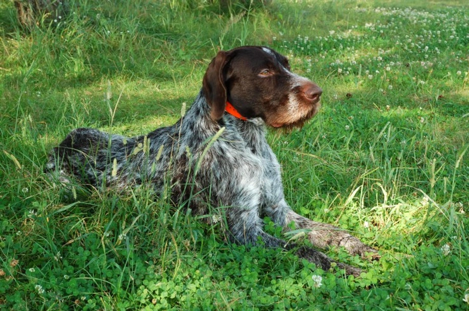 German Wirehaired Pointer Dogs Breed - Information, Temperament, Size & Price | Lancaster Puppies