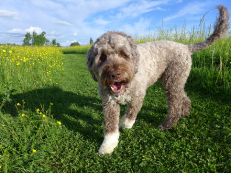 Portuguese Water Dog Dogs Breed - Information, Temperament, Size & Price | Lancaster Puppies