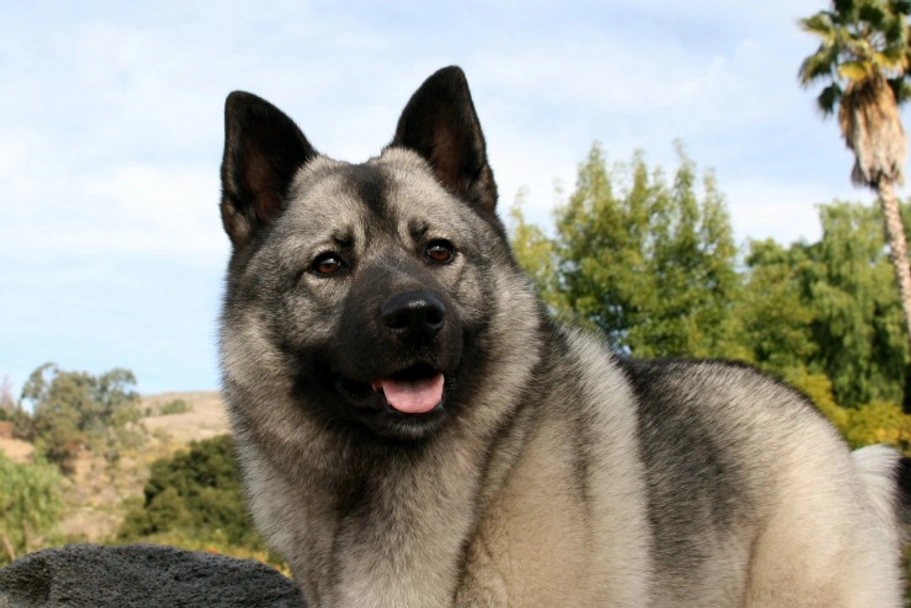 Norwegian Elkhound Dogs Breed - Information, Temperament, Size & Price | Lancaster Puppies