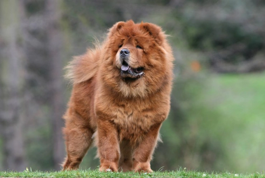 Chow Chow Dogs Breed - Information, Temperament, Size & Price | Lancaster Puppies
