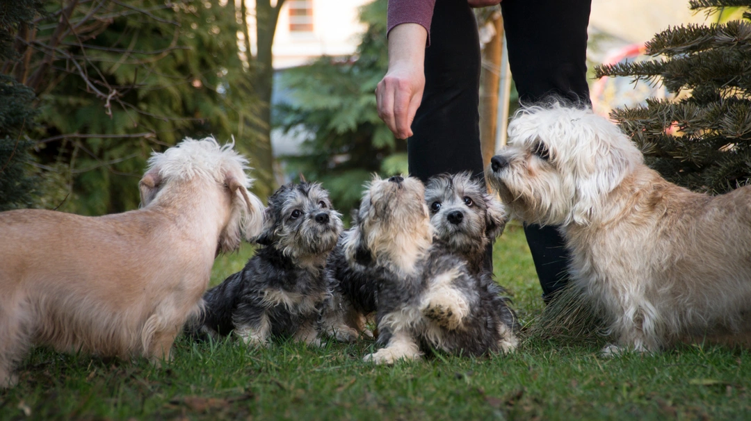 Dandie Dinmont Terriër Dogs Ras: Karakter, Levensduur & Prijs | Puppyplaats