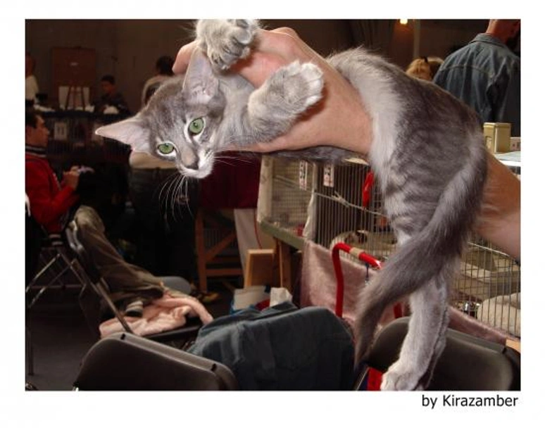 Javanés Cats Raza - Características, Fotos & Precio | MundoAnimalia