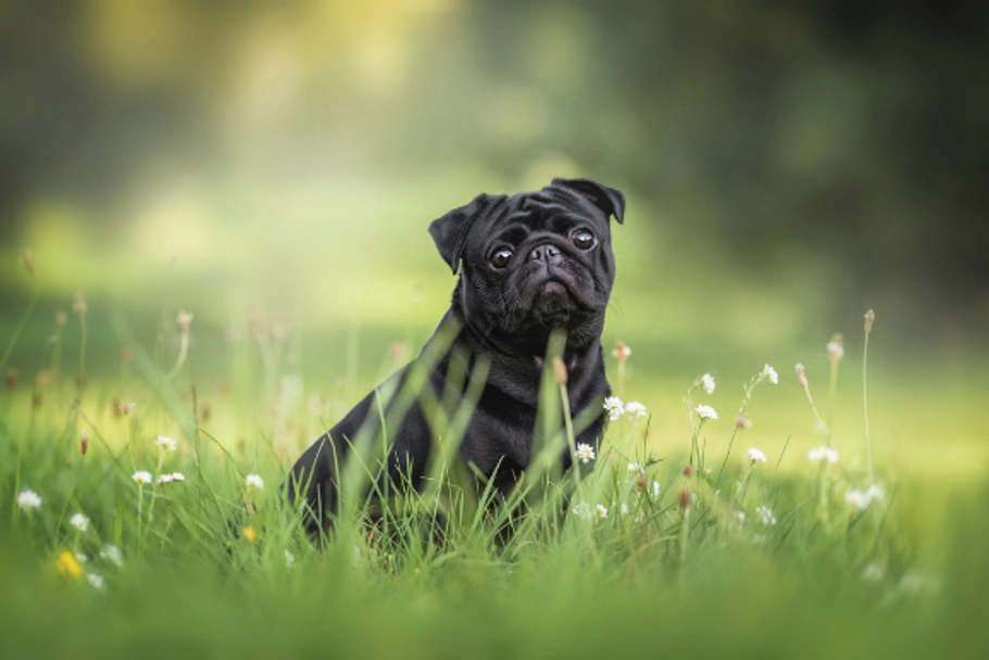 Pug Dogs Breed - Information, Temperament, Size & Price | Pets4Homes