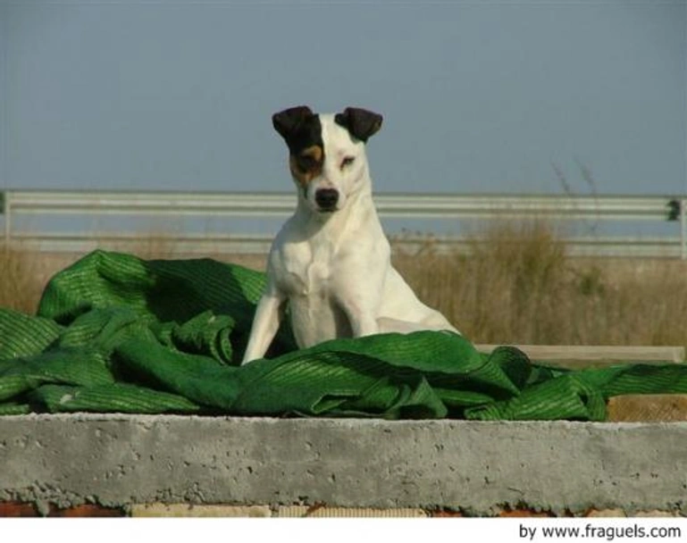Ratonero Bodeguero Andaluz Dogs Raza - Características, Fotos & Precio | MundoAnimalia