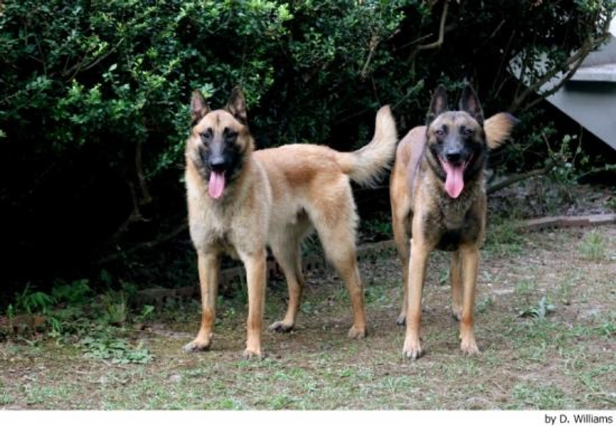 Mechelse Herder Dogs Ras: Karakter, Levensduur & Prijs | Puppyplaats