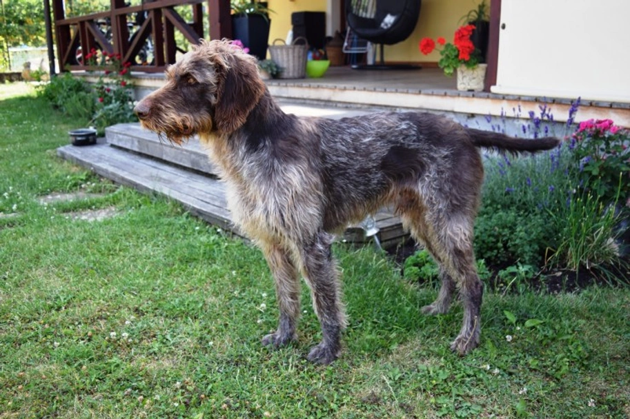 German Wirehaired Pointer Dogs Breed - Information, Temperament, Size & Price | Lancaster Puppies