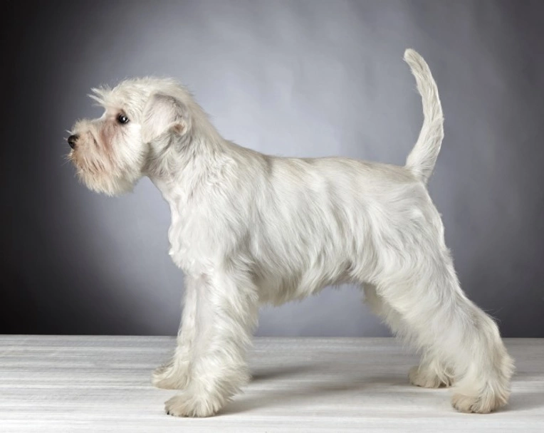 Dwergschnauzer Dogs Ras: Karakter, Levensduur & Prijs | Puppyplaats