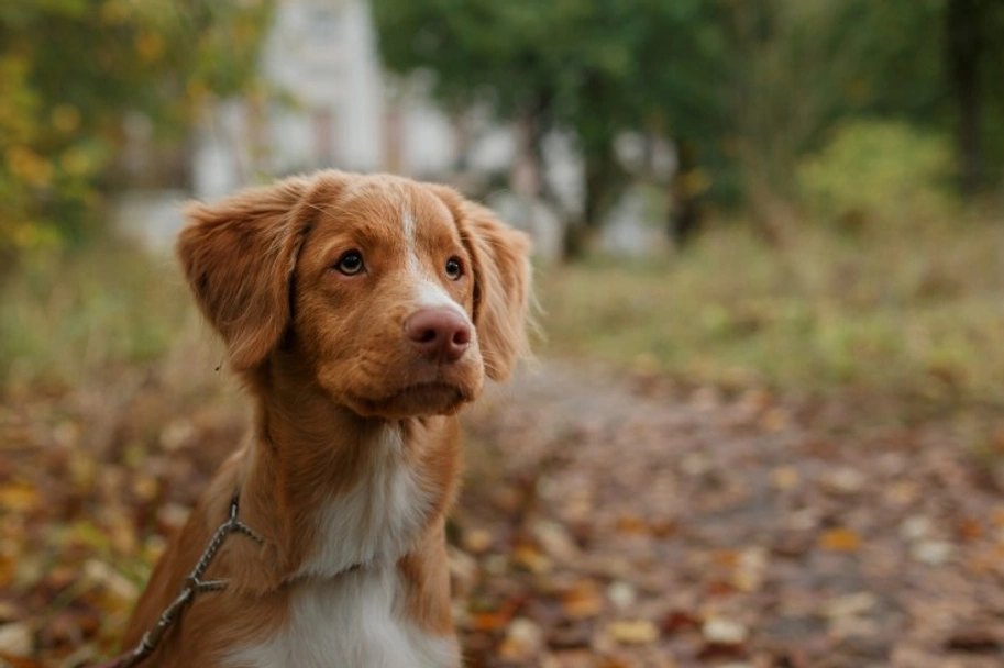 Nova Scotia Duck Tolling Retriever Dogs Breed - Information, Temperament, Size & Price | Lancaster Puppies