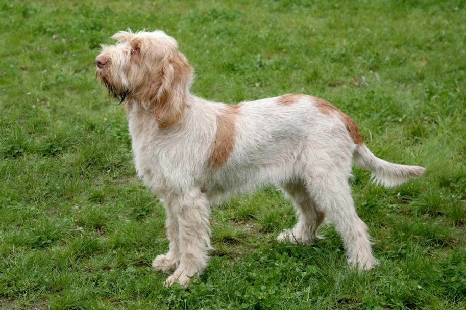 Italian Spinone Dogs Breed - Information, Temperament, Size & Price | Lancaster Puppies