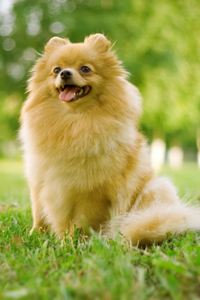 Pomeranian Dogs Breed - Information, Temperament, Size & Price | Pets4Homes