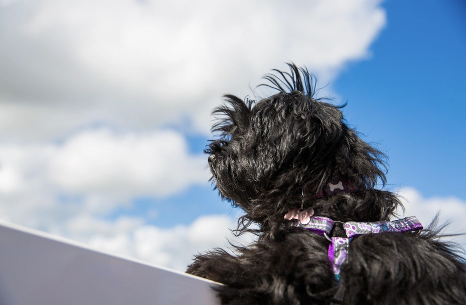 Lhasapoo Dogs Breed - Information, Temperament, Size & Price | Pets4Homes