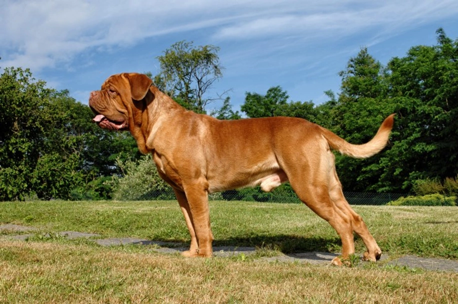 Dogue De Bordeaux Dogs Breed - Information, Temperament, Size & Price | Lancaster Puppies