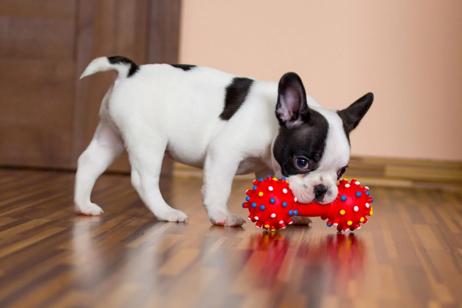 French Bulldog Dogs Breed - Information, Temperament, Size & Price | Lancaster Puppies