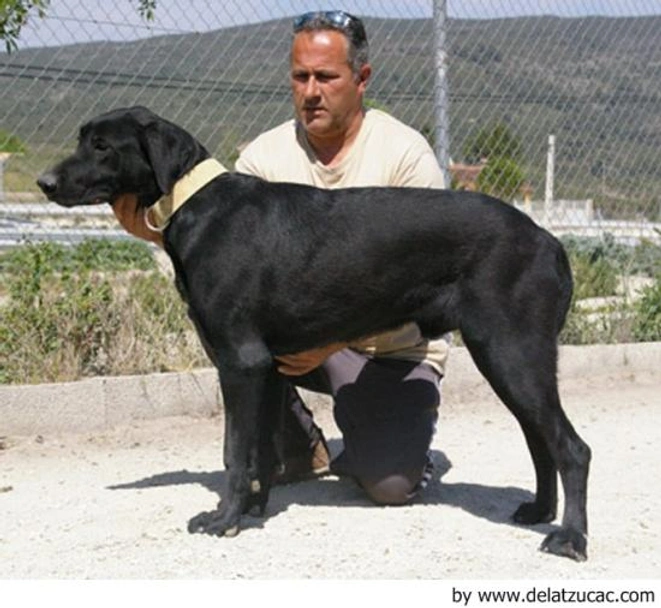 Ca de Bestiar - Perro de Pastor Mallorquín Dogs Raza - Características, Fotos & Precio | MundoAnimalia