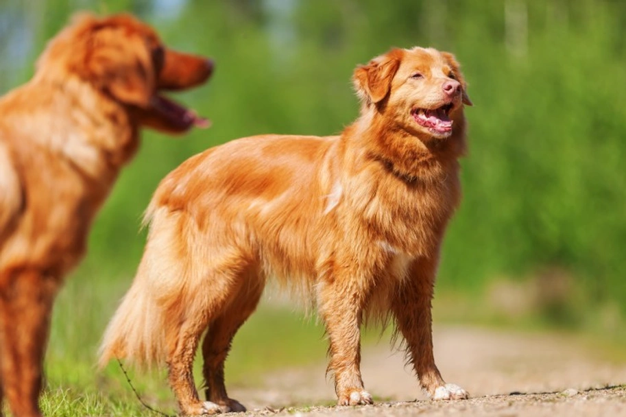 Nova Scotia Duck Tolling Retriever Dogs Breed - Information, Temperament, Size & Price | Lancaster Puppies