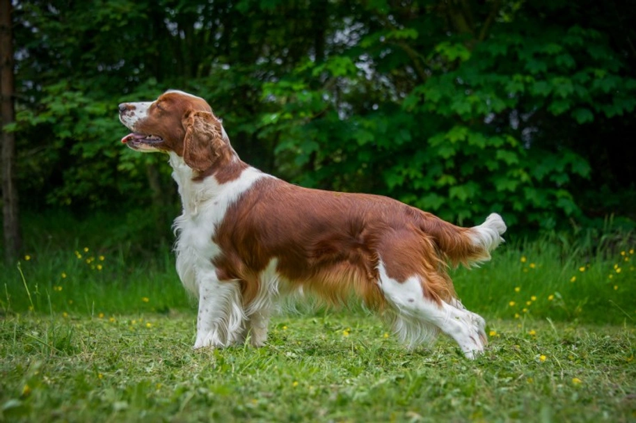 Welsh Springer Spaniel Dogs Breed - Information, Temperament, Size & Price | Pets4Homes