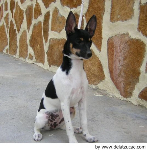 Gos Rater Valencià Dogs Raza - Características, Fotos & Precio | MundoAnimalia