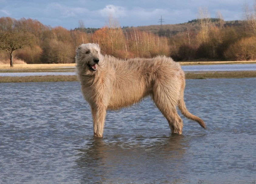 Irish Wolfhound Dogs Breed - Information, Temperament, Size & Price | Pets4Homes