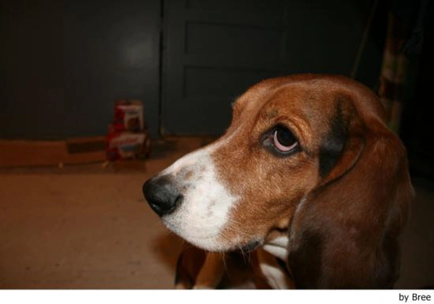 Basset Artésien Normand Dogs Ras: Karakter, Levensduur & Prijs | Puppyplaats