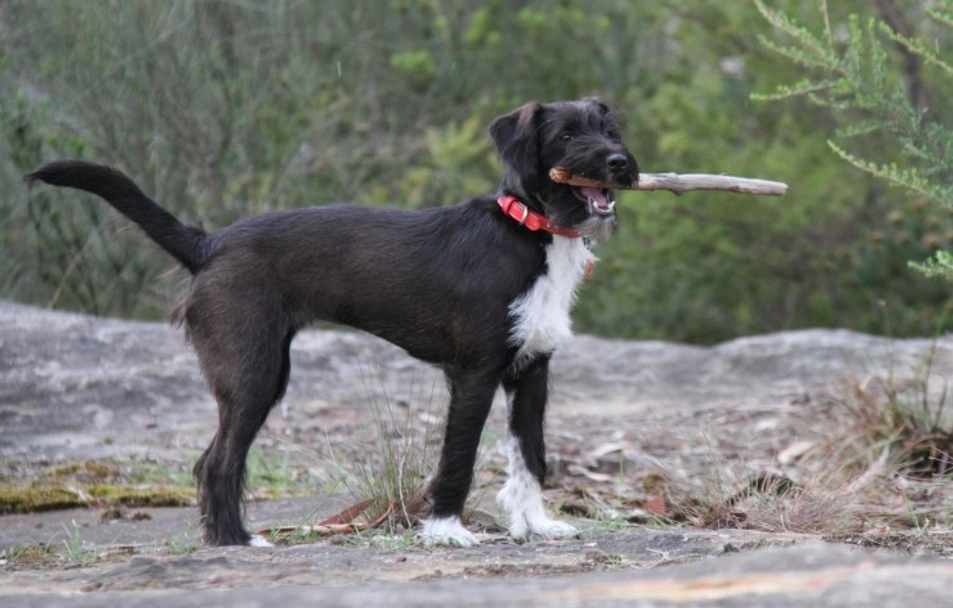 Jackapoo Dogs Breed - Information, Temperament, Size & Price | Pets4Homes