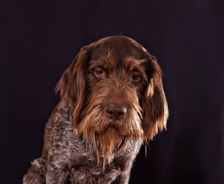 German Wirehaired Pointer Dogs Breed - Information, Temperament, Size & Price | Lancaster Puppies