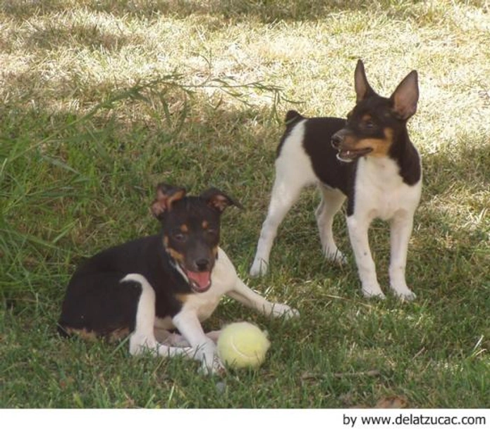 Gos Rater Valencià Dogs Raza - Características, Fotos & Precio | MundoAnimalia