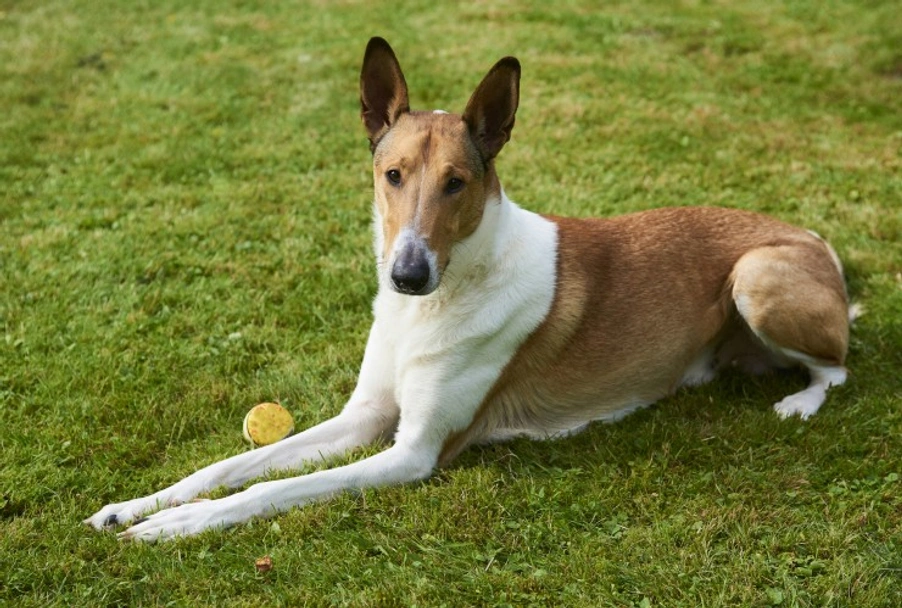 Schotse Herdershond korthaar Dogs Ras: Karakter, Levensduur & Prijs | Puppyplaats