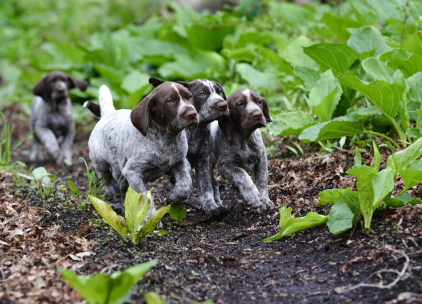 German Shorthaired Pointer Dogs Breed - Information, Temperament, Size & Price | Lancaster Puppies