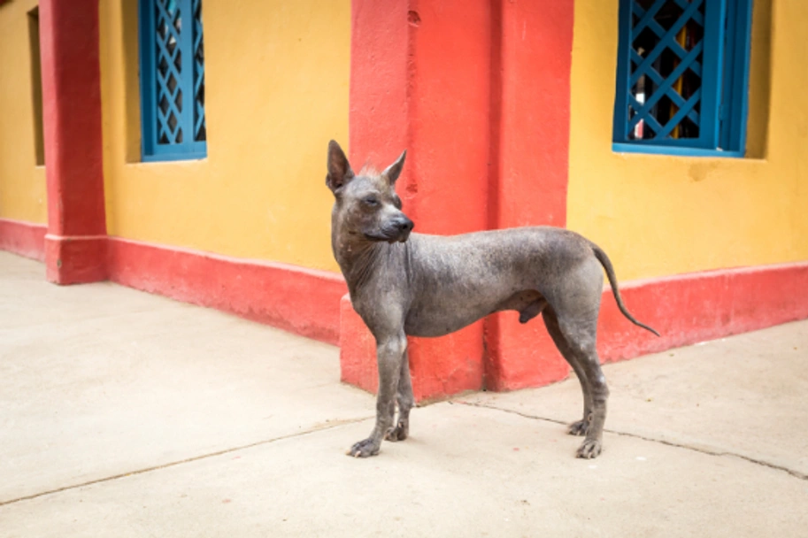 Perro Sin Pelo de Perú Dogs Raza - Características, Fotos & Precio | MundoAnimalia