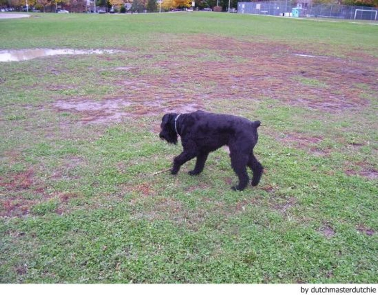 Riesenschnauzer Dogs Ras: Karakter, Levensduur & Prijs | Puppyplaats