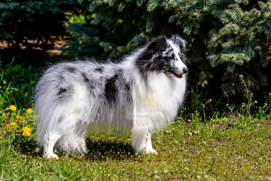 Shetland Sheepdog Dogs Breed - Information, Temperament, Size & Price | Lancaster Puppies