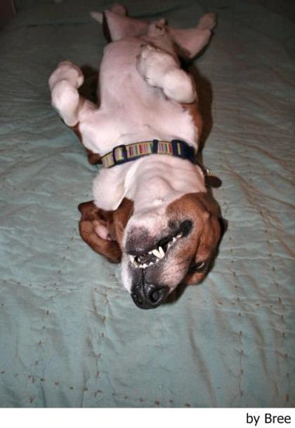 Basset Artésien Normand Dogs Ras: Karakter, Levensduur & Prijs | Puppyplaats