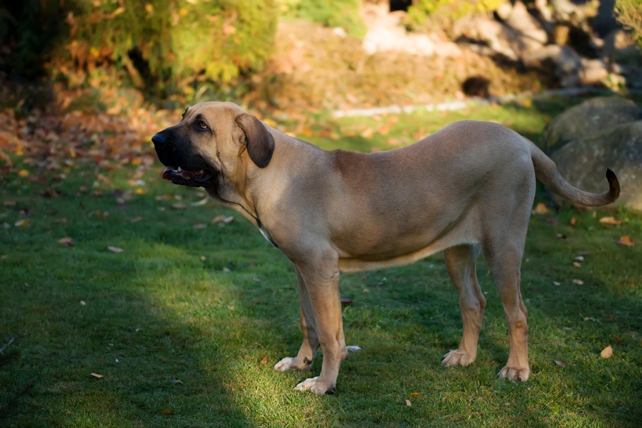 Fila Brasileiro Dogs Razza - Prezzo, Temperamento & Foto | AnnunciAnimali