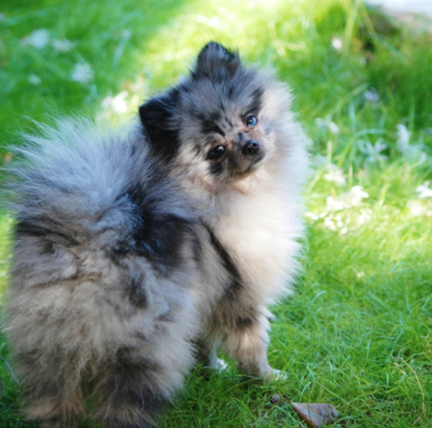 Pomeranian Dogs Breed - Information, Temperament, Size & Price | Pets4Homes