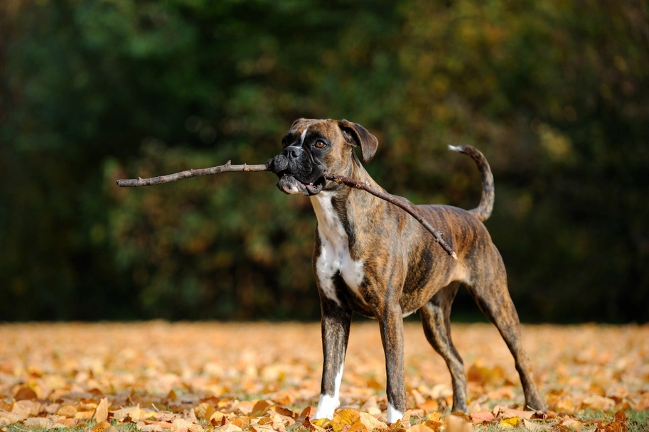 Boxer Dogs Breed - Information, Temperament, Size & Price | Pets4Homes