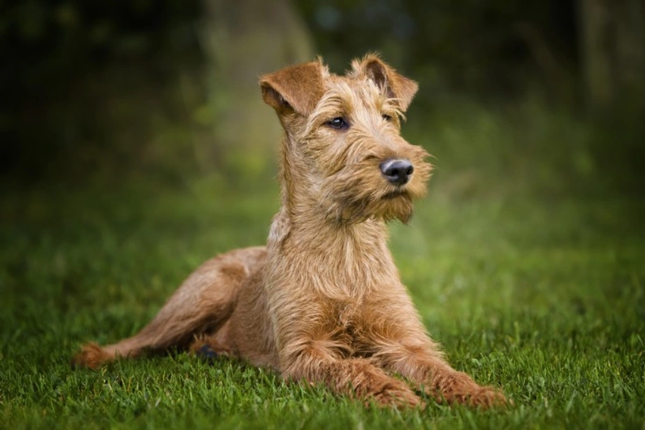 Irish Terrier Dogs Breed - Information, Temperament, Size & Price | Lancaster Puppies