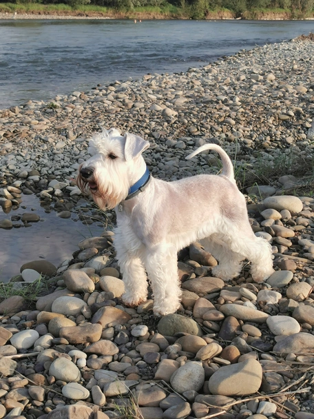 Dwergschnauzer Dogs Ras: Karakter, Levensduur & Prijs | Puppyplaats