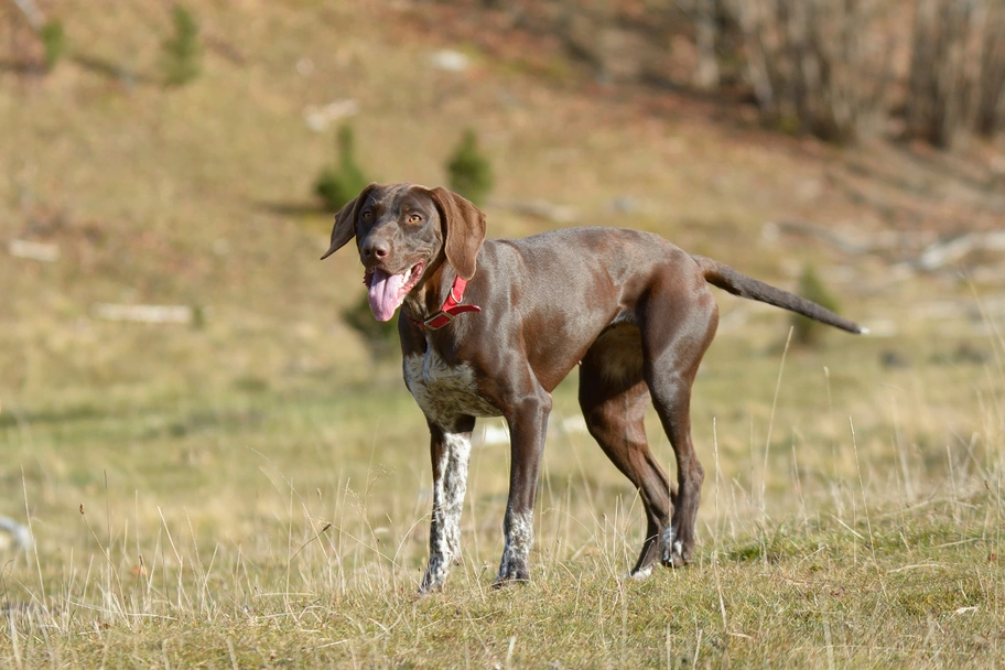 German Shorthaired Pointer Dogs Breed - Information, Temperament, Size & Price | Lancaster Puppies