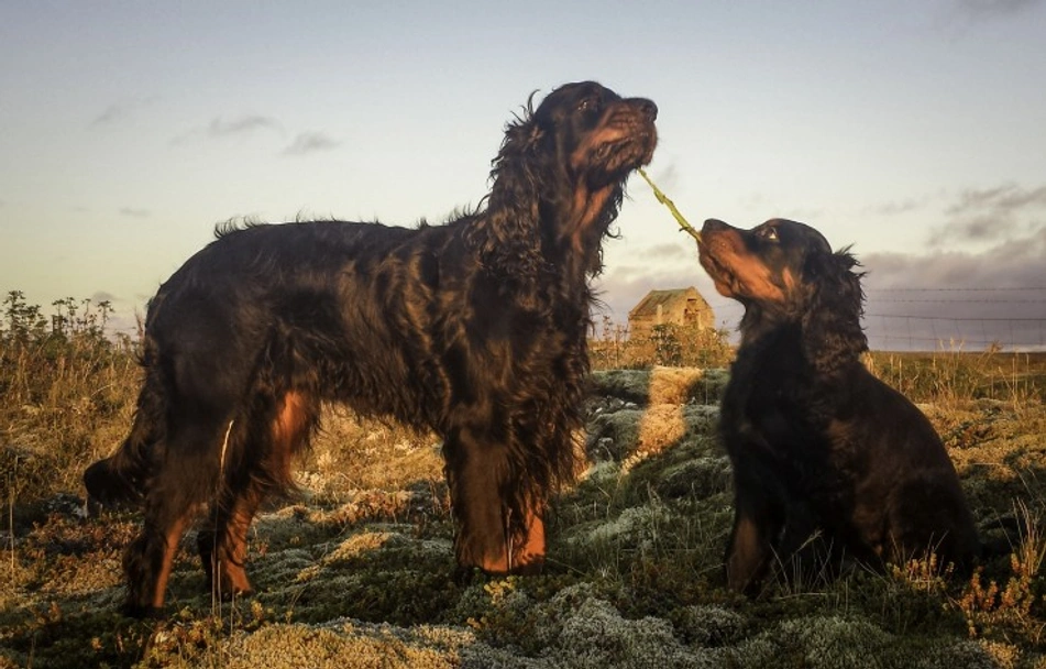 Gordon Setter Dogs Breed - Information, Temperament, Size & Price | Lancaster Puppies