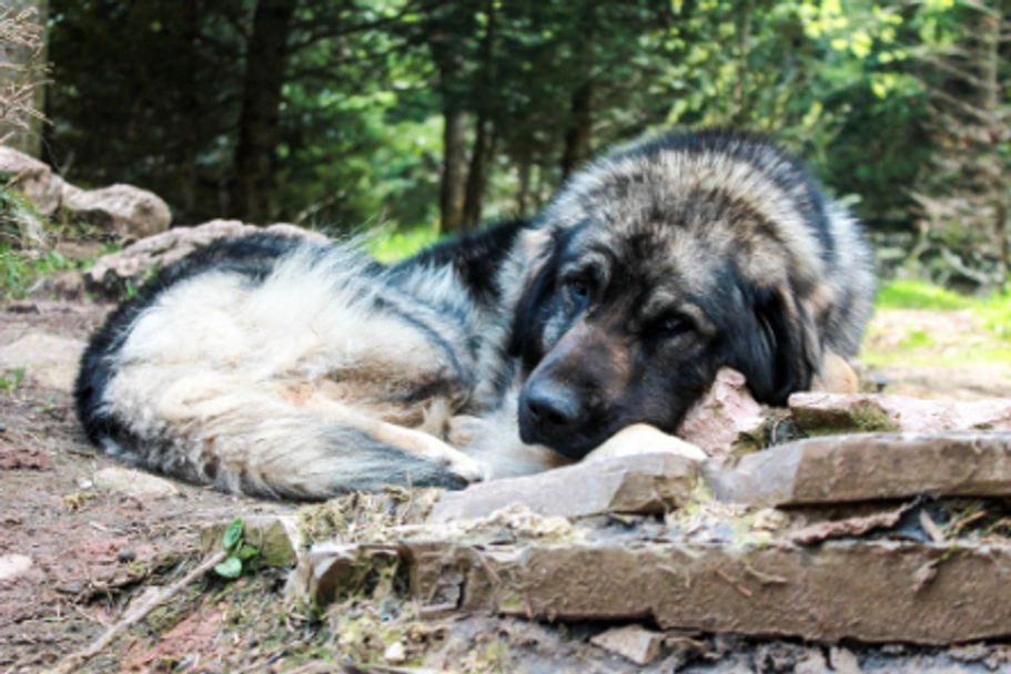 Sarplaninac Dogs Raza - Características, Fotos & Precio | MundoAnimalia