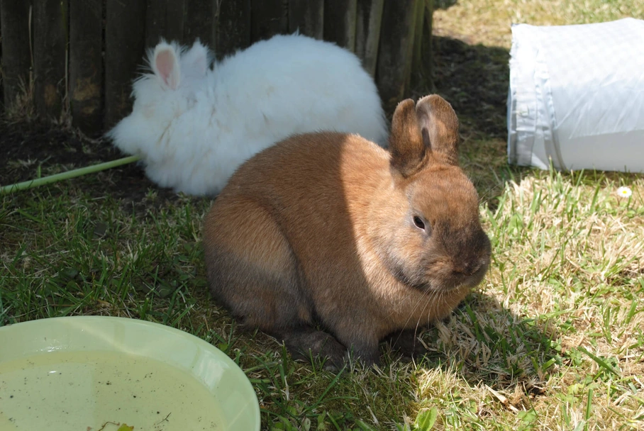 Thuringer Rabbits Breed - Information, Temperament, Size & Price | Pets4Homes
